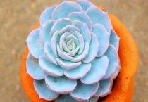 多肉蓝石莲怎么变多头