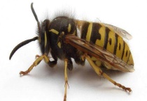 蜜蜂的习性及发育过程 蜜蜂一生要经过几个阶段