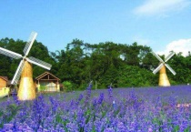 鼠尾草什么时候开花？怎样种植最好