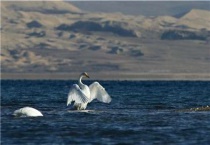 大天鹅和小天鹅的区别？