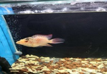 泰金罗汉鱼多大起头