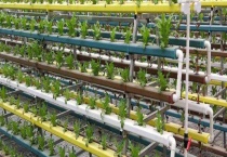 无土栽培营养液配方 不同作物的营养液配方不同