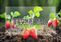 草莓突然蔫了怎么办？