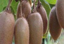 翠香和徐香的区别？