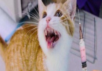 给宠物猫打的疫苗大概多少钱 注意事项有哪些？