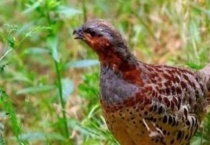 竹鸡吃什么东西