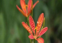 射干和黄花菜的区别？ 它们属于什么科属植物