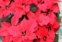 老来俏花有毒吗？