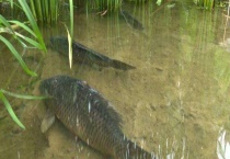 稻花鱼怎么定义 附稻花鱼的养殖多久？