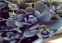 子持年华与子持莲花一样吗？