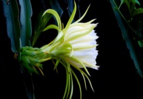 霸王花与昙花有什么不同 附霸王花和昙花简介