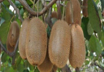 猕猴桃怎么催熟 方法有哪些？