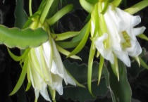 火龙果的花可不可以吃 附火龙果的花期