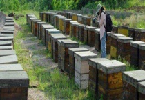 不到半脾蜂能发展起来吗 附具体多久？