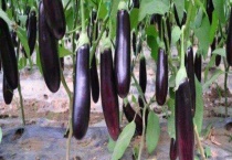 茄子亩产量一般多少斤