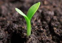 植物怎么传播种子的