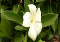 非洲灰莉烂根怎么多久？