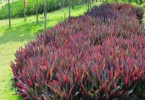 紫背万年青徒长怎么办？