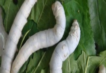 蚕的主要种类有哪些 尾巴上的尖尖的作用是什么？