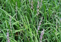 麦冬与吉祥草有什么不同 从产地、叶子、果实、花期上区分