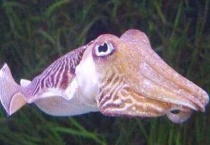 乌贼遇到危险时怎样保护自己