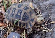 山龟是几级保护动物