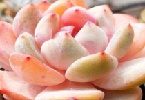 多肉侧枝怎么多久？