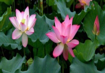 芙蓉花是荷花吗？