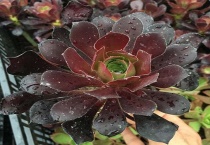 法师杆子茎干瘪的原因？