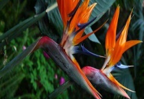 鹤望兰和天堂鸟的区别？