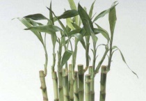 富贵竹能放在卧室里养吗有没有危害