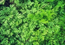 艾草为啥不能种在家里