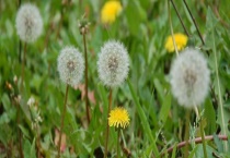 蒲公英和车前草有哪些不同 从科属、形态、产地上来区分