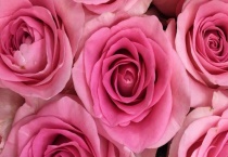 第一次表白送什么花好