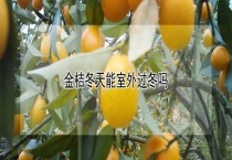 金桔冬天能室外过冬吗？
