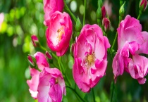 蔷薇和玫瑰有什么不同 附蔷薇和玫瑰的繁殖方式