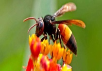 人工养殖马蜂喂什么食物？附马蜂的养殖技术