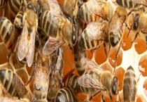 失王一个月还能介王吗 附介王多久？