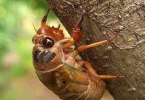 爬蚱是保护动物吗？