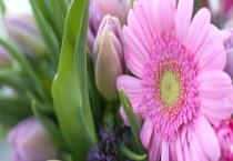 非洲菊（扶郎花）的花语和寓意是什么？附非洲菊养殖多久？