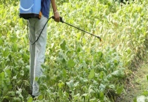 阿维菌素有哪些使用注意事项 怎么用？