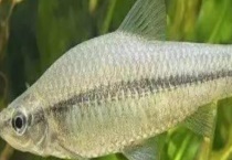 钓白条鱼的最佳时间 附饵料选用