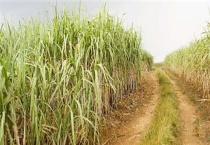 甘蔗种植为什么剥叶