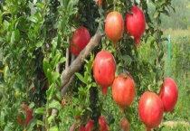 石榴苗结果需要多少年 附种植技术