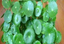 铜钱草的种类有几种 不同的种类外形有区别？