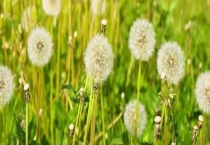 蒲公英什么时候开花 附地理分布