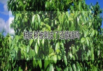 桂皮树被剥皮了还能活吗？