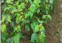 猕猴桃种苗多少钱一棵 附生长环境和种植技术