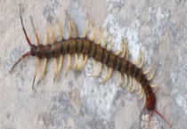 蜈蚣养殖前景 附养殖政策