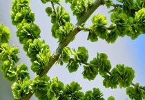 榆钱是榆树的什么？